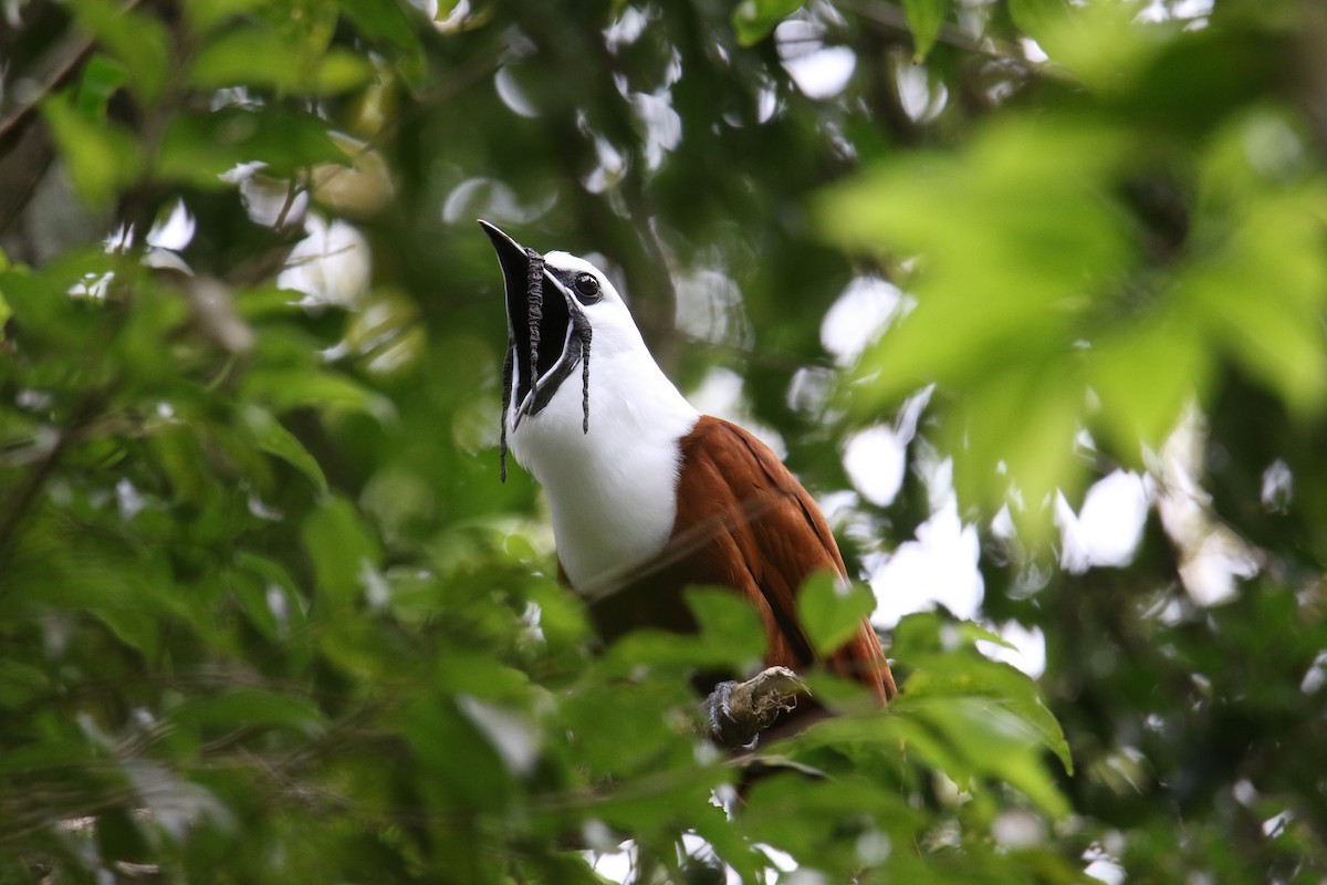 Araponga tricaronculé - ML624394170