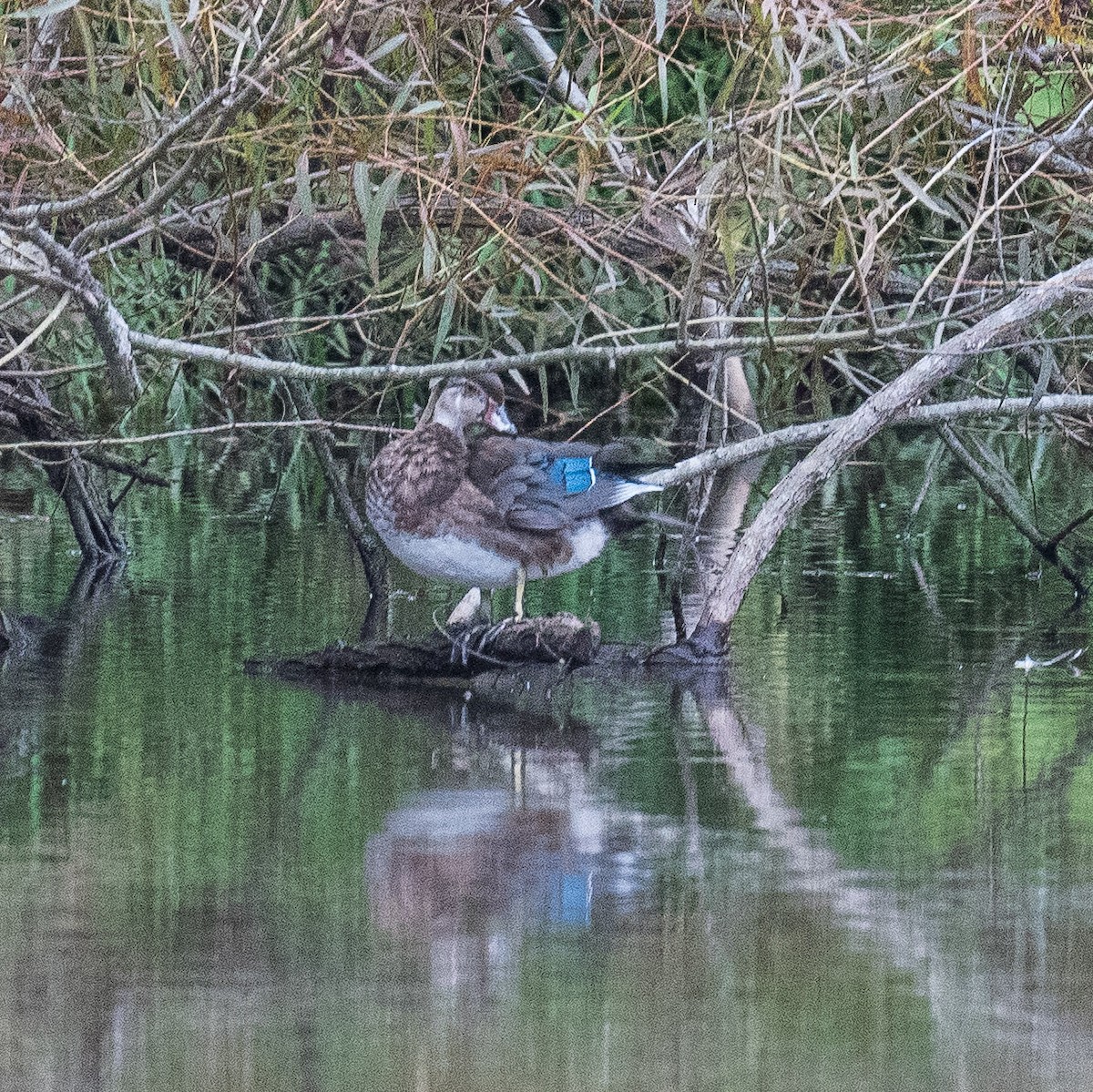Wood Duck - ML624394302