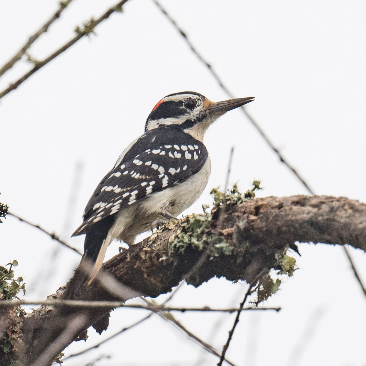 Hairy Woodpecker - ML624394324