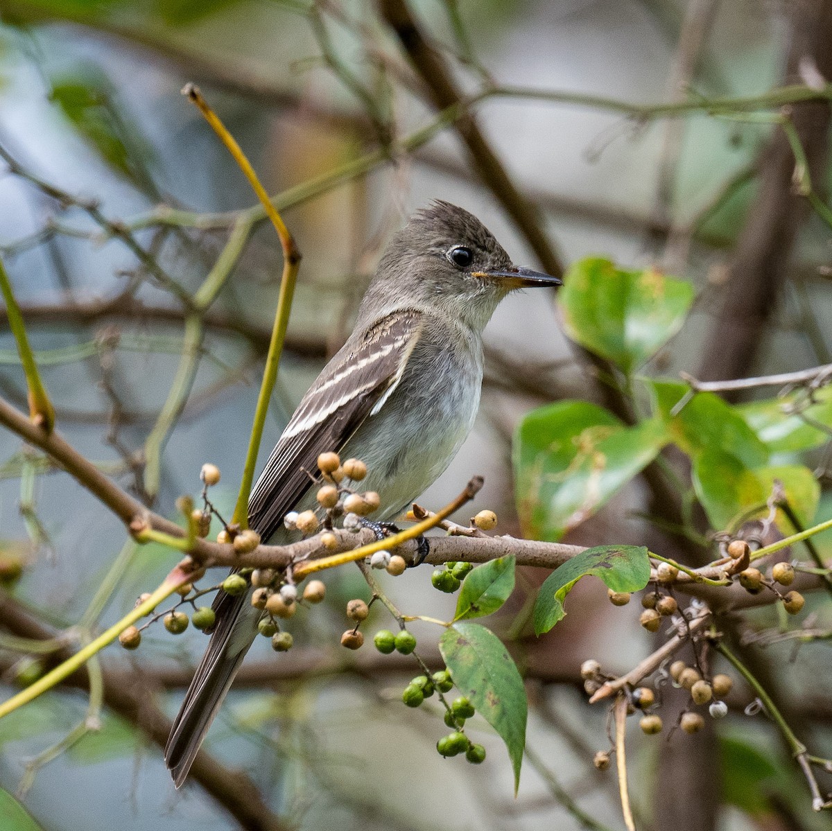 Eastern Wood-Pewee - ML624394333