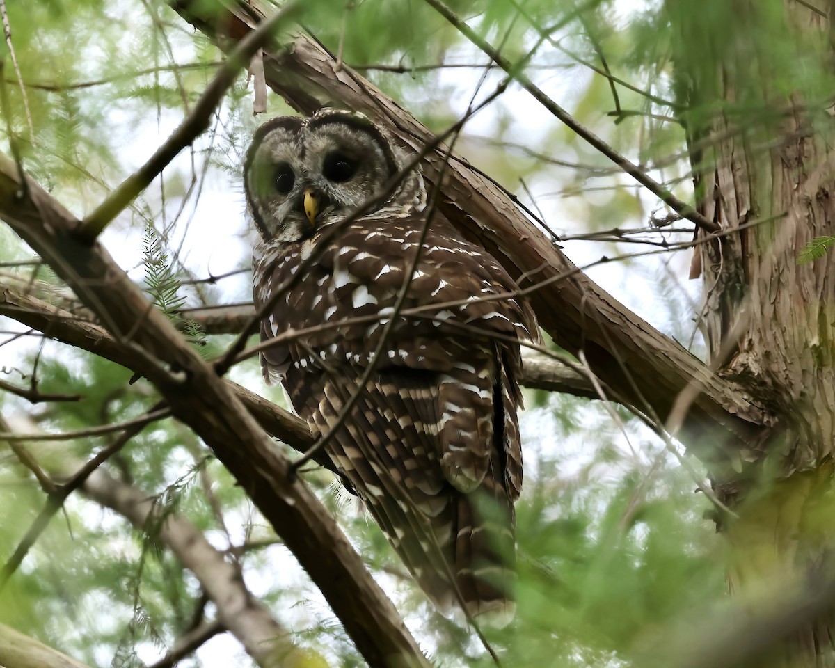 Barred Owl - ML624394424