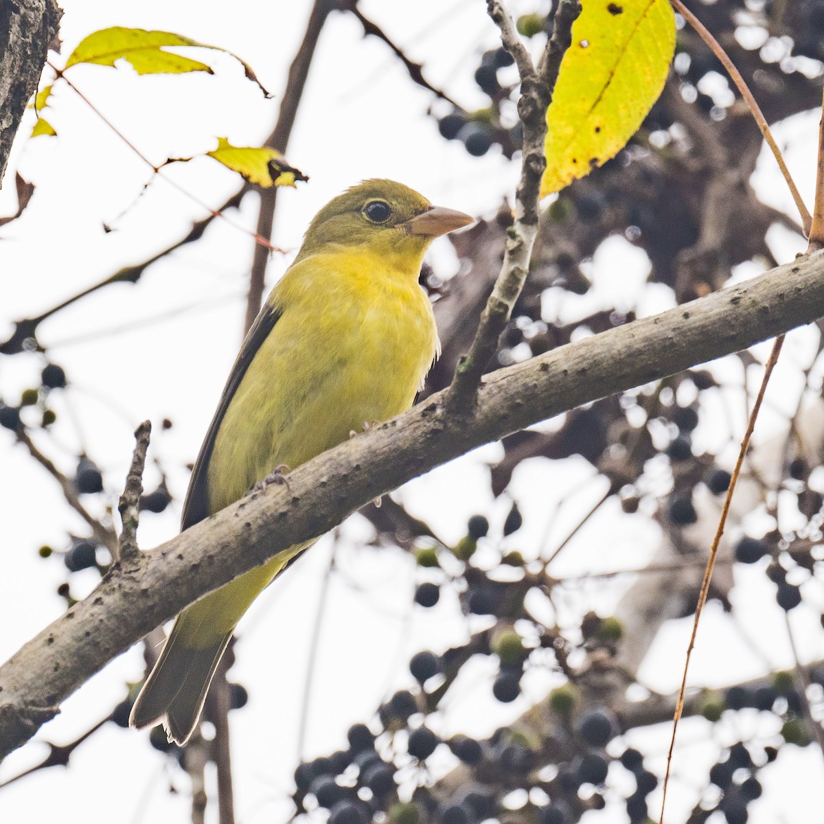 Scarlet Tanager - ML624394452