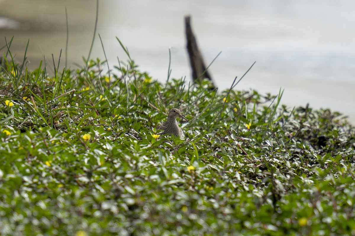 Graubrust-Strandläufer - ML624394587