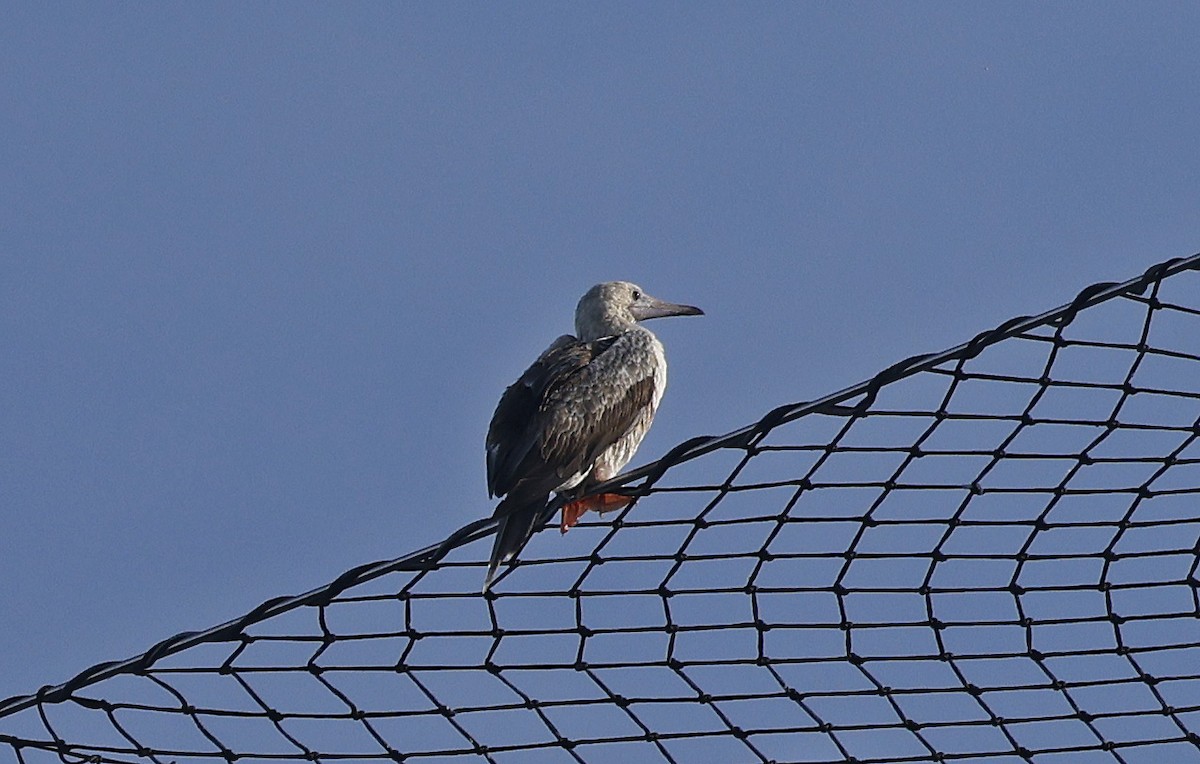 Red-footed Booby - ML624394809