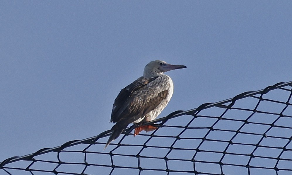 Red-footed Booby - ML624394811