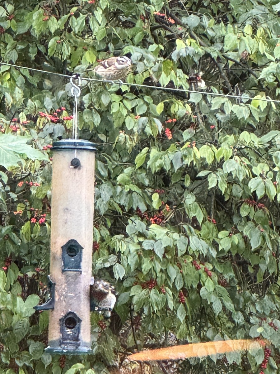 dlaskovec růžovoprsý - ML624394856