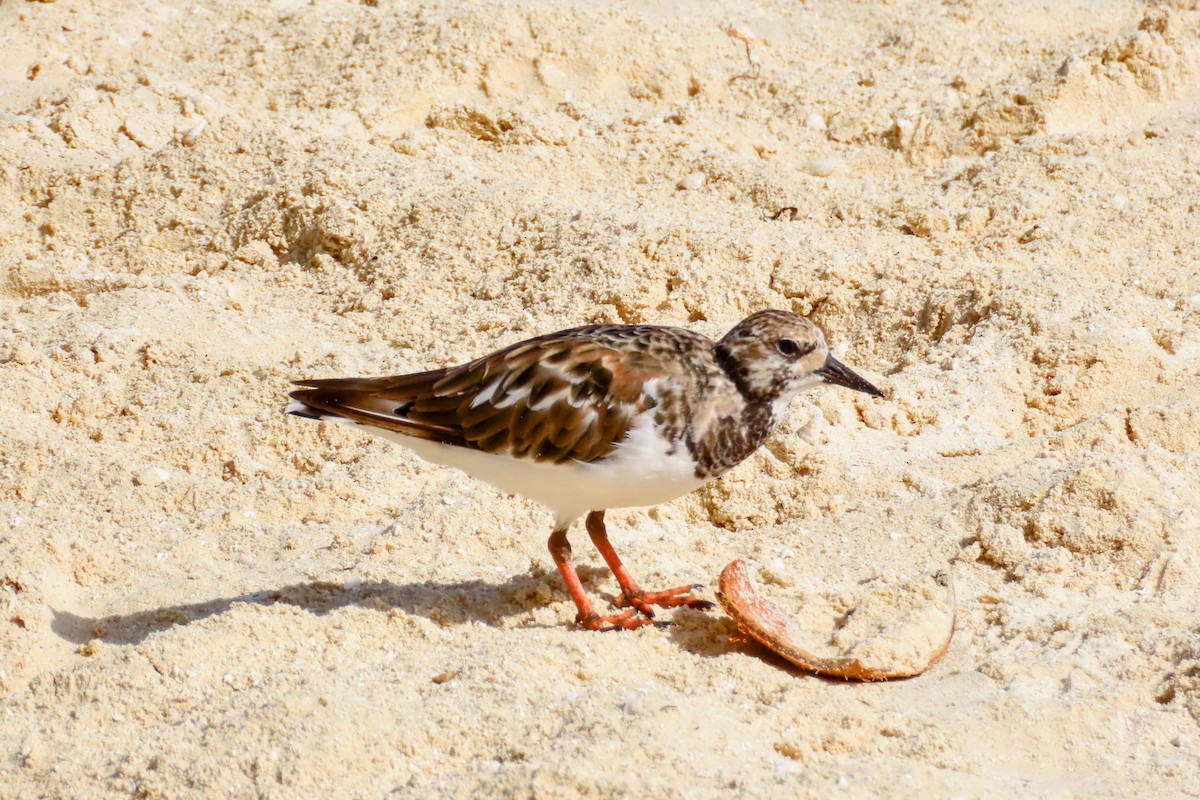 Ruddy Turnstone - ML624394938