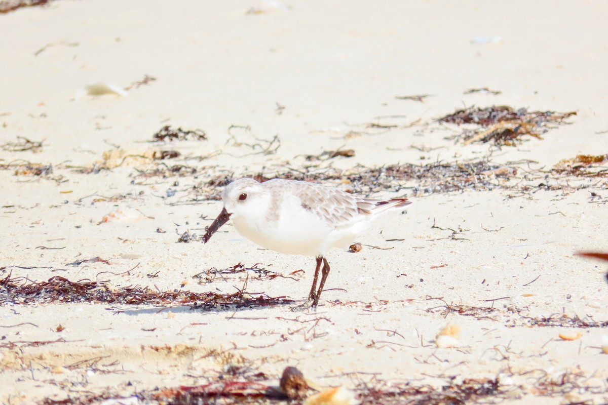 Sanderling - ML624394944