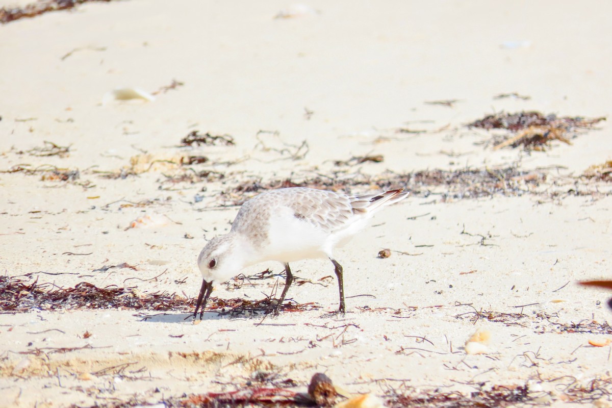 Sanderling - ML624394946