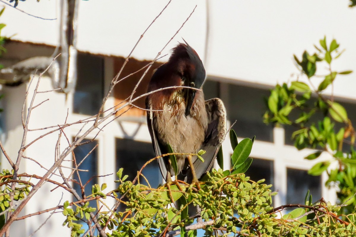 Green Heron - ML624394983