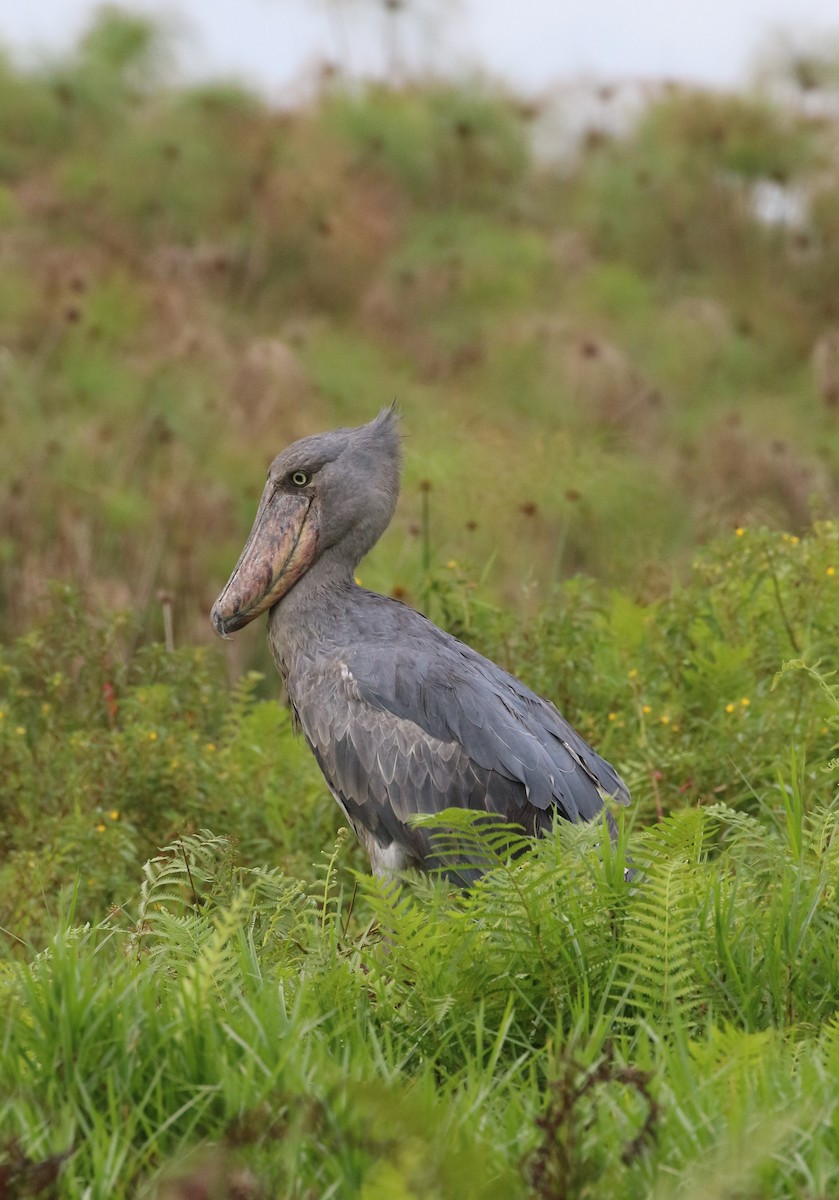 Shoebill - ML624395010