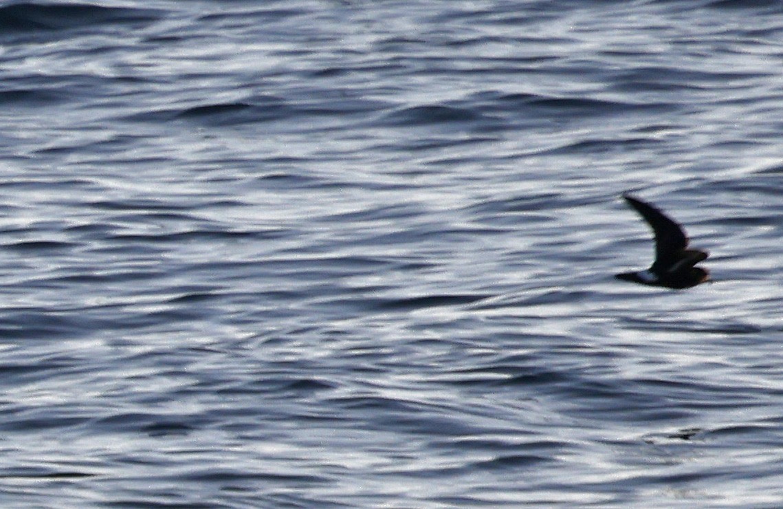 Leach's Storm-Petrel - ML624395062