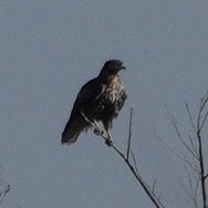 Buteo sp. - ML624395074