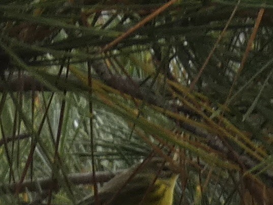 Prairie Warbler - ML624395140