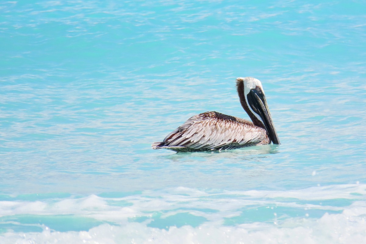 Brown Pelican - ML624395223