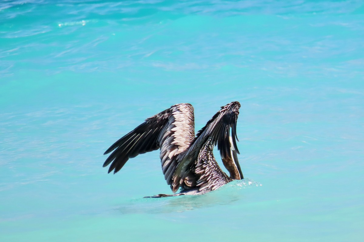 Brown Pelican - ML624395234