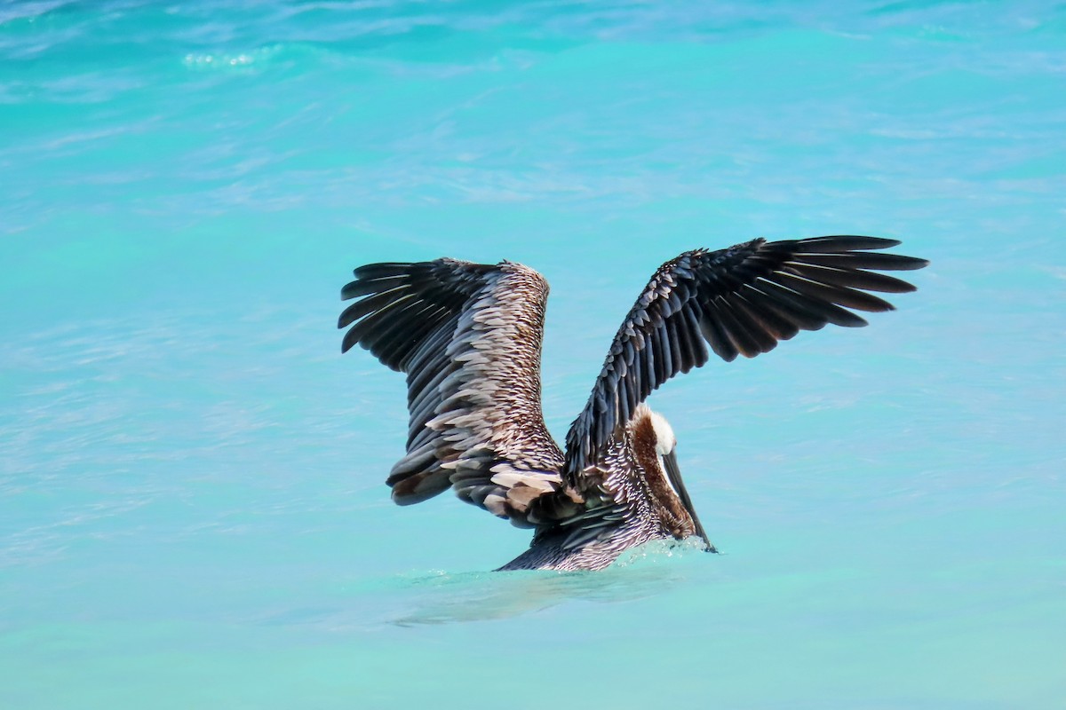 Brown Pelican - ML624395243