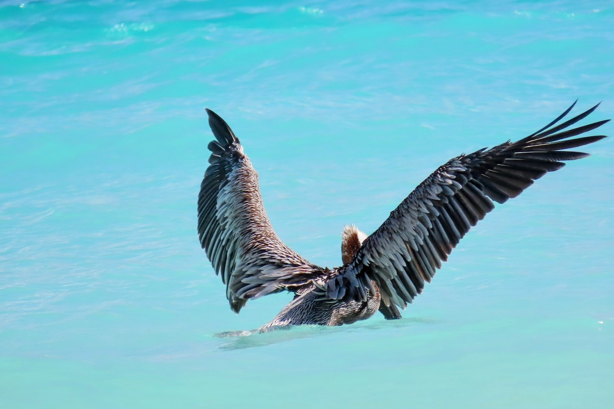 Brown Pelican - ML624395252