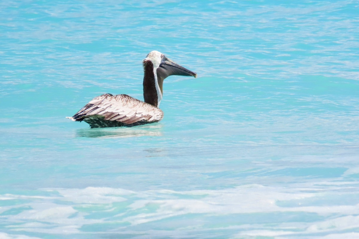 Brown Pelican - ML624395283