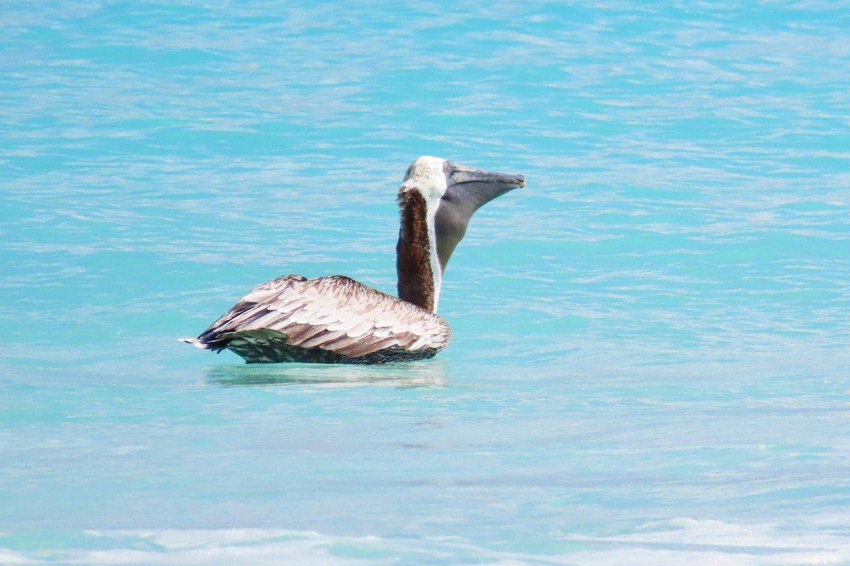Brown Pelican - ML624395297