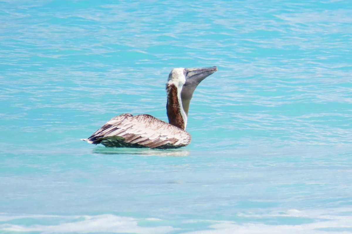 Brown Pelican - ML624395302