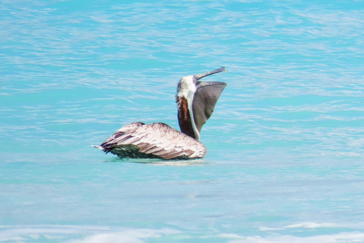 Brown Pelican - ML624395311