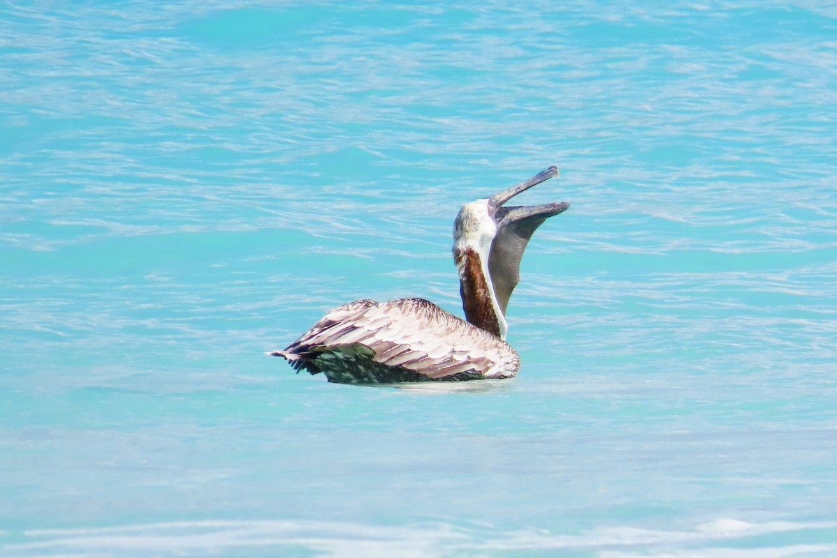 Brown Pelican - ML624395323