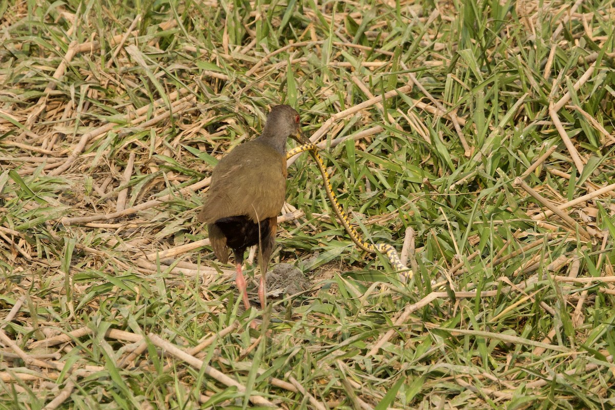 Gray-cowled Wood-Rail - ML624395739