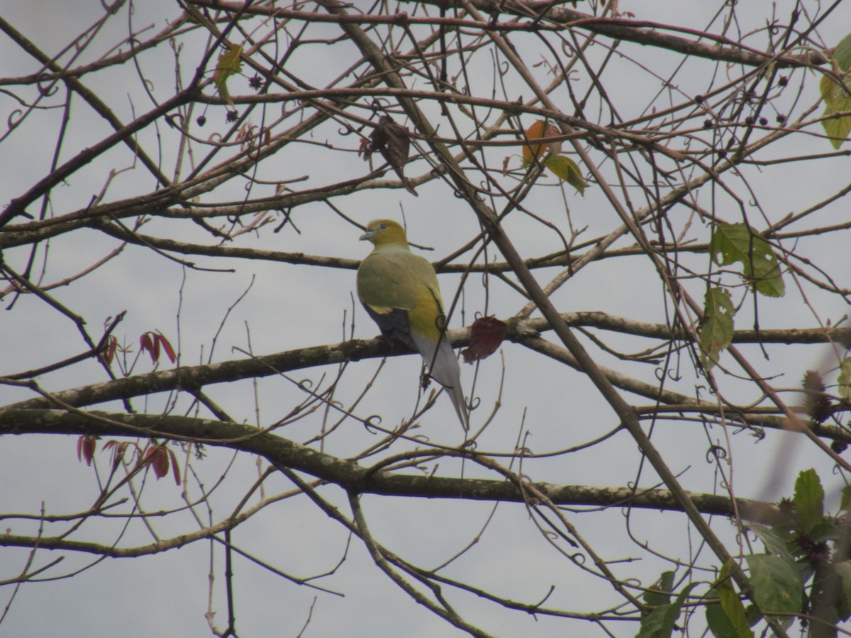 Pin-tailed Green-Pigeon - ML624395937