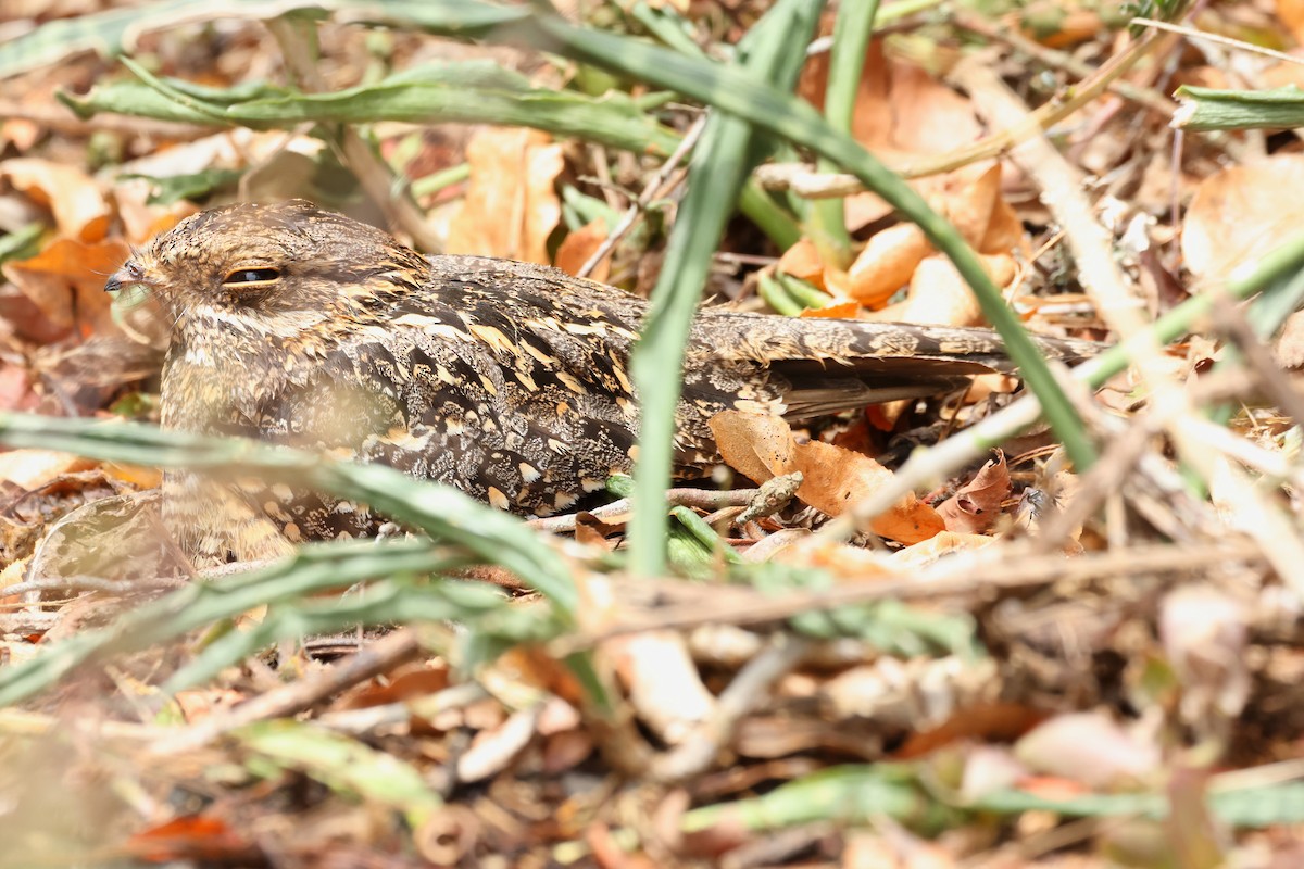 Pennant-winged Nightjar - ML624396108