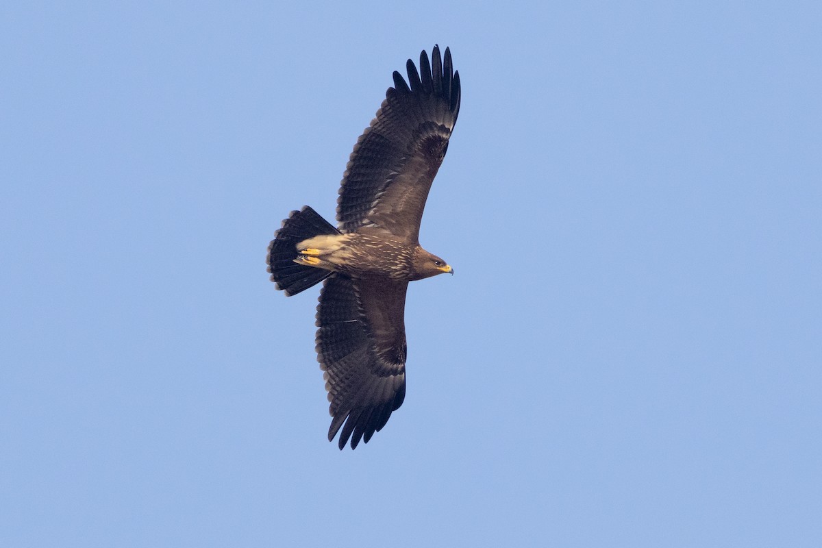 Lesser Spotted Eagle - Oded Ovadia