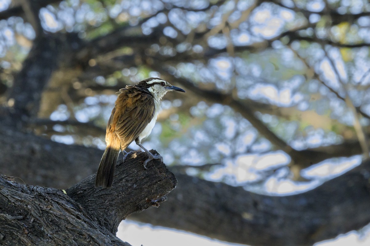 Bicolored Wren - ML624396351