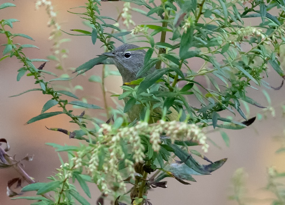 Orange-crowned Warbler - ML624396579