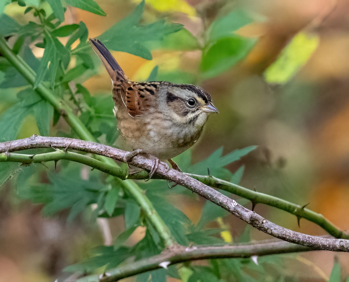 Swamp Sparrow - ML624396587