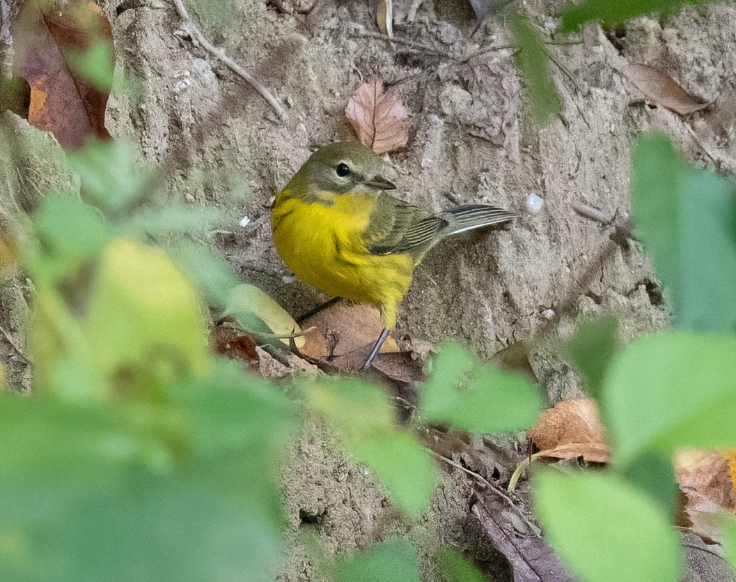 Prairie Warbler - ML624396595