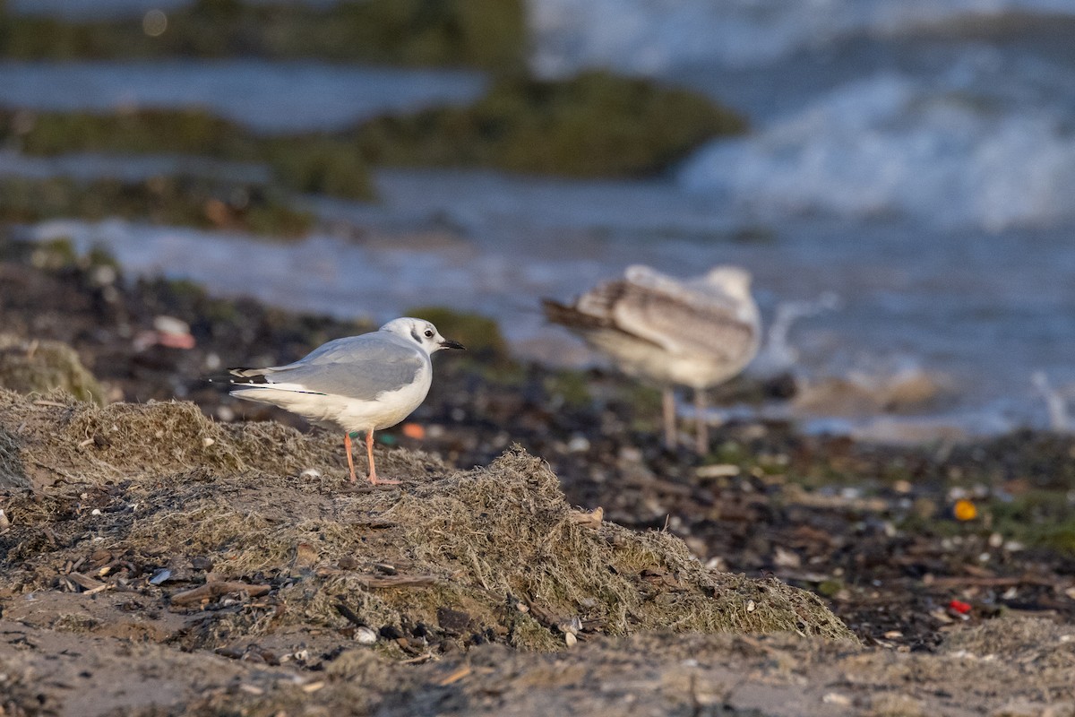 Bonaparte's Gull - ML624396601