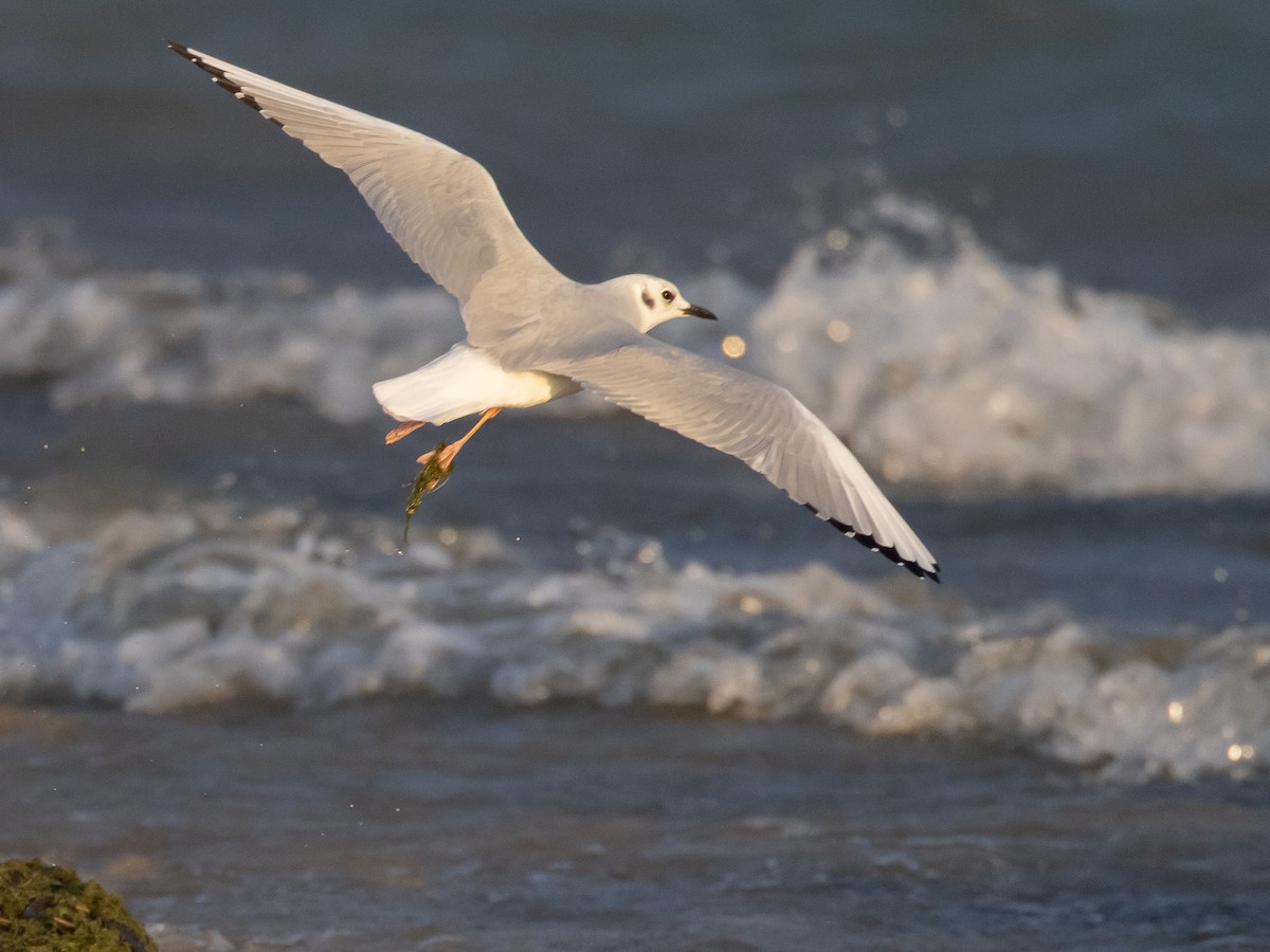 Bonaparte's Gull - ML624396602