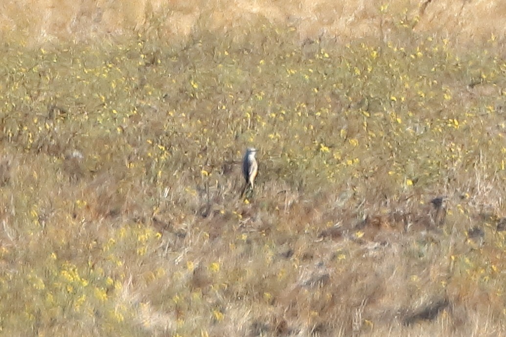 Scissor-tailed Flycatcher - ML624396917