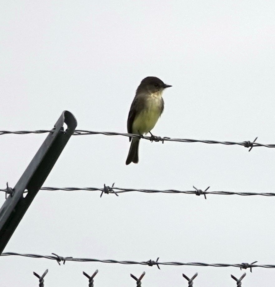 Eastern Phoebe - ML624397050