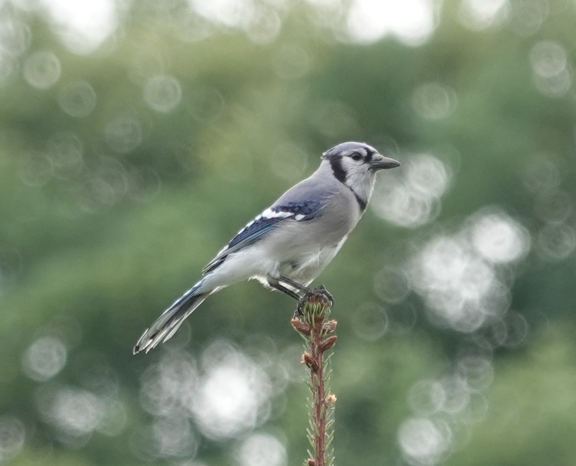Blue Jay - ML624397051