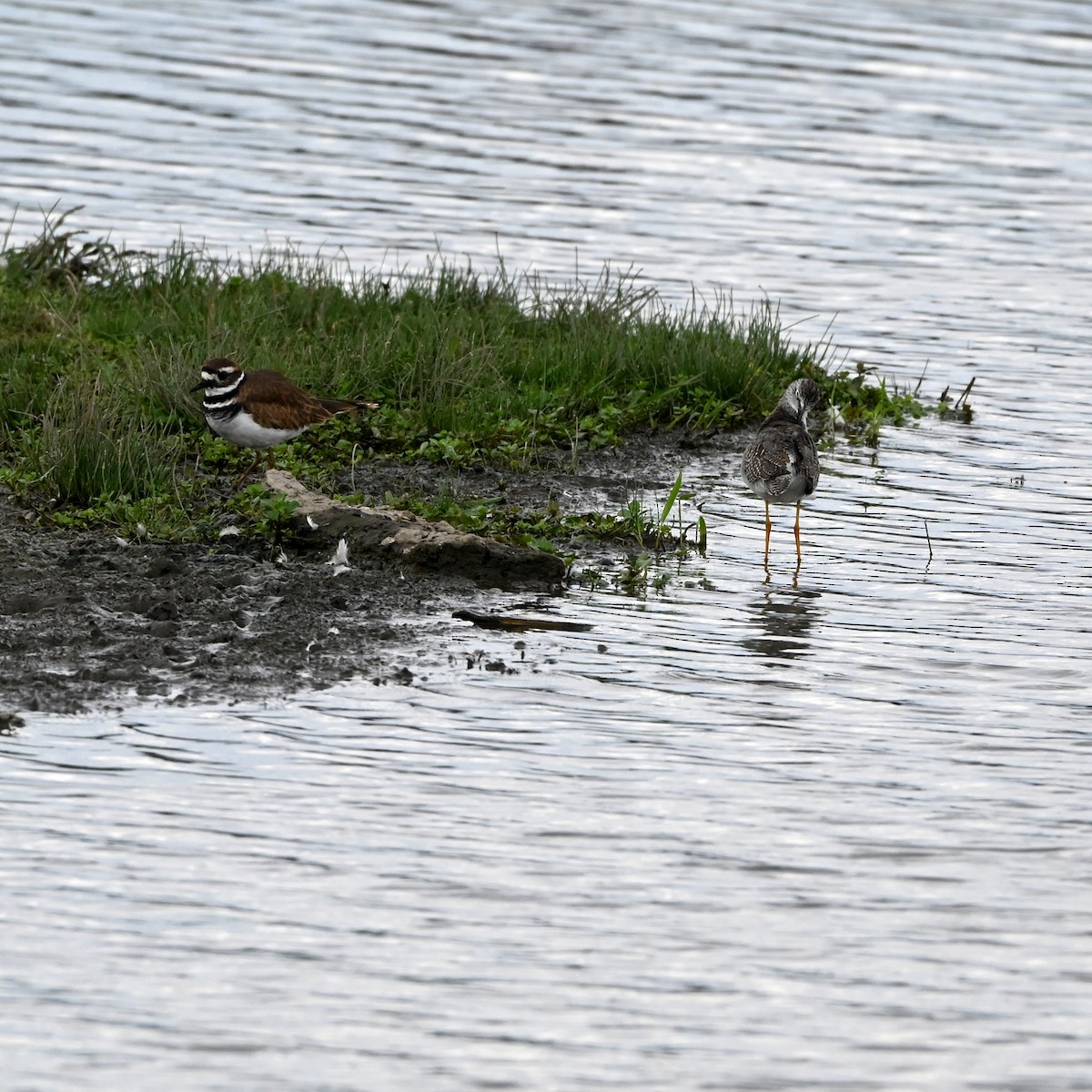 Lesser Yellowlegs - Marty McCamant