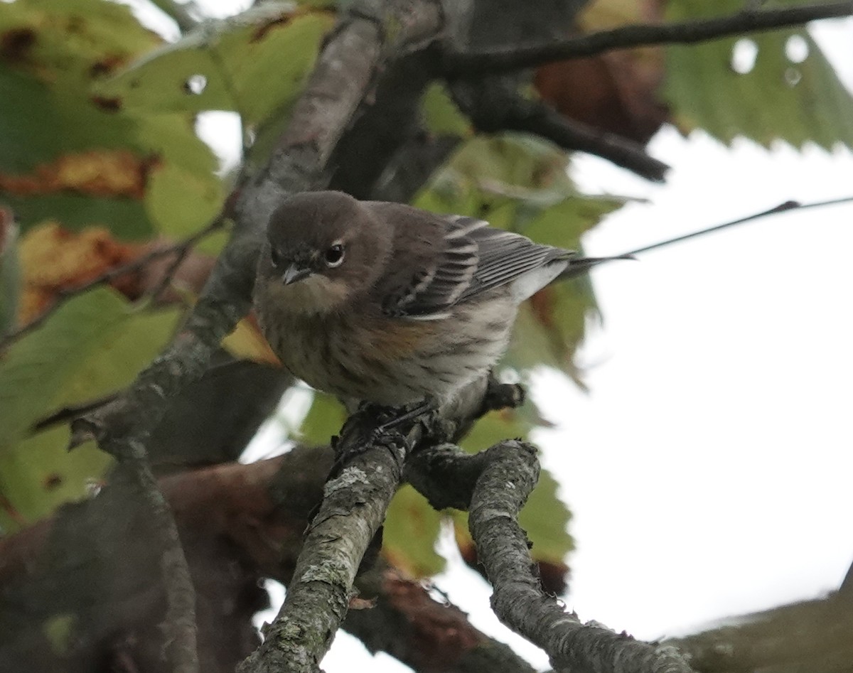 Yellow-rumped Warbler - ML624397072