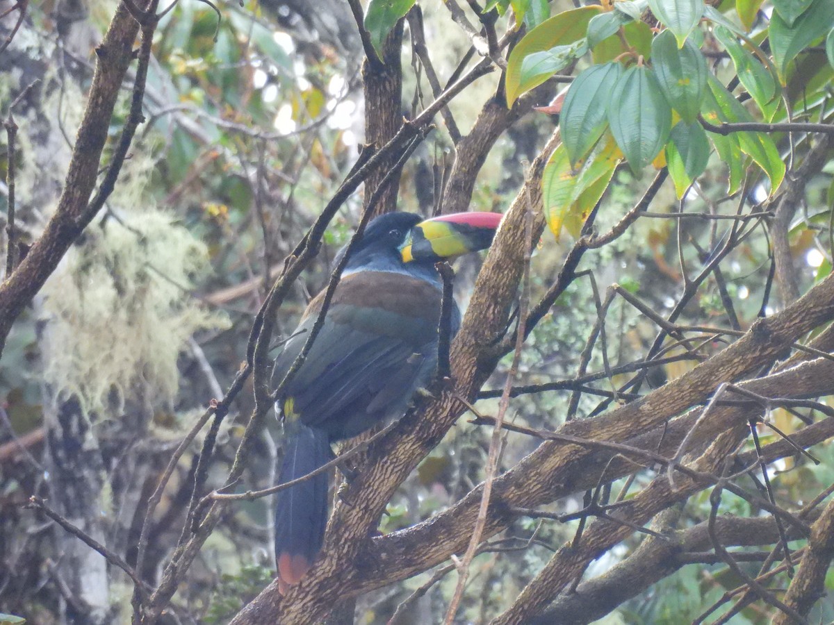 Gray-breasted Mountain-Toucan - ML624397087