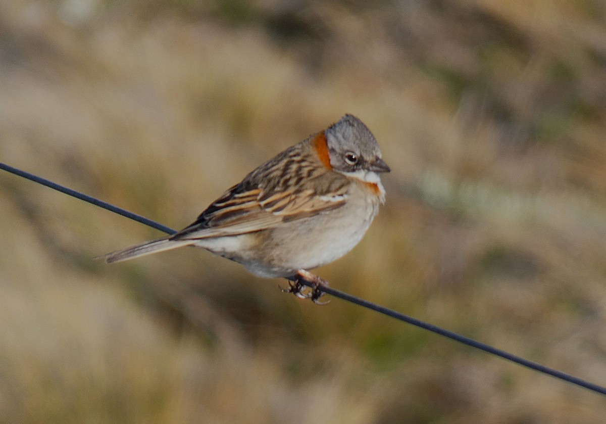 Rufous-collared Sparrow - ML624397089