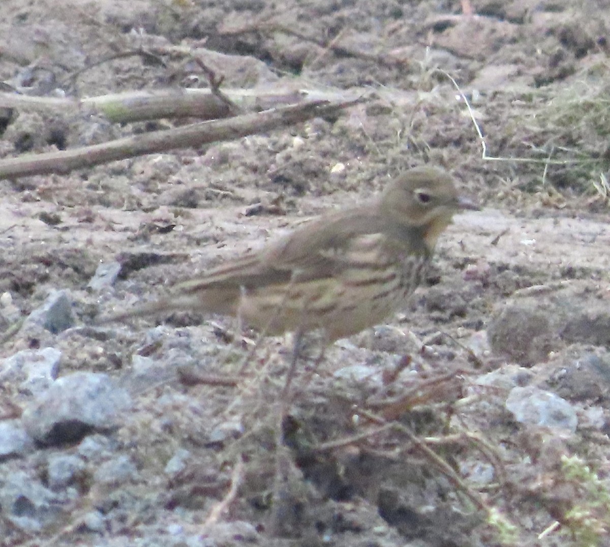 American Pipit - ML624397136