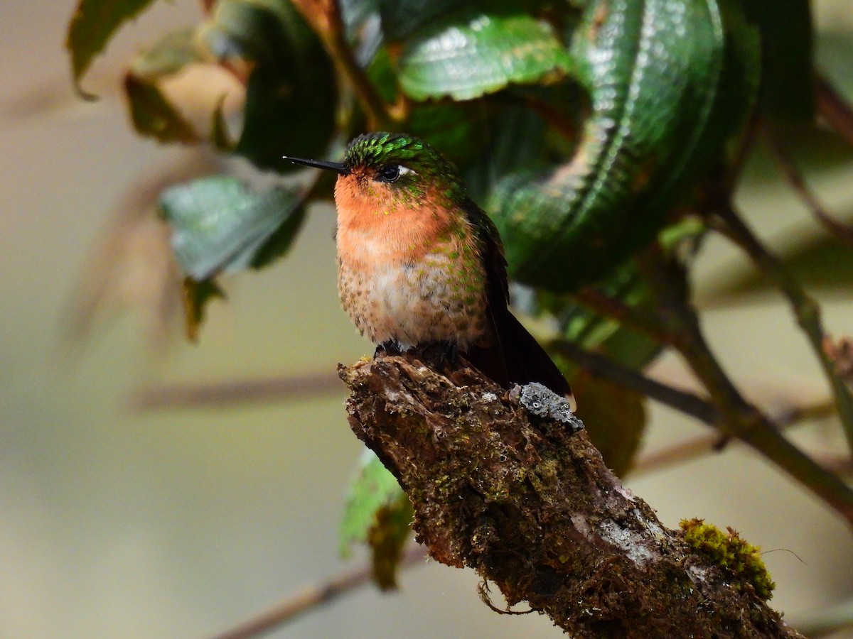 Tyrian Metaltail - Angie Lora salazar