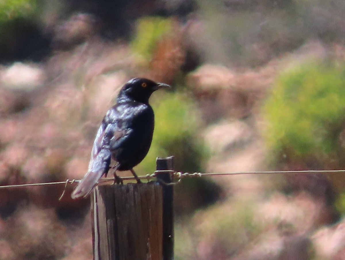 Pale-winged Starling - ML624397463