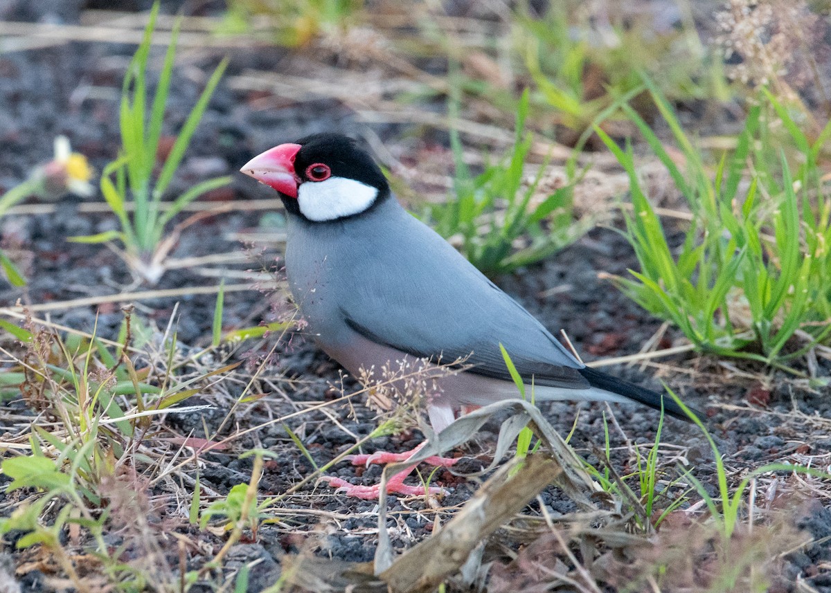 Java Sparrow - ML624397602