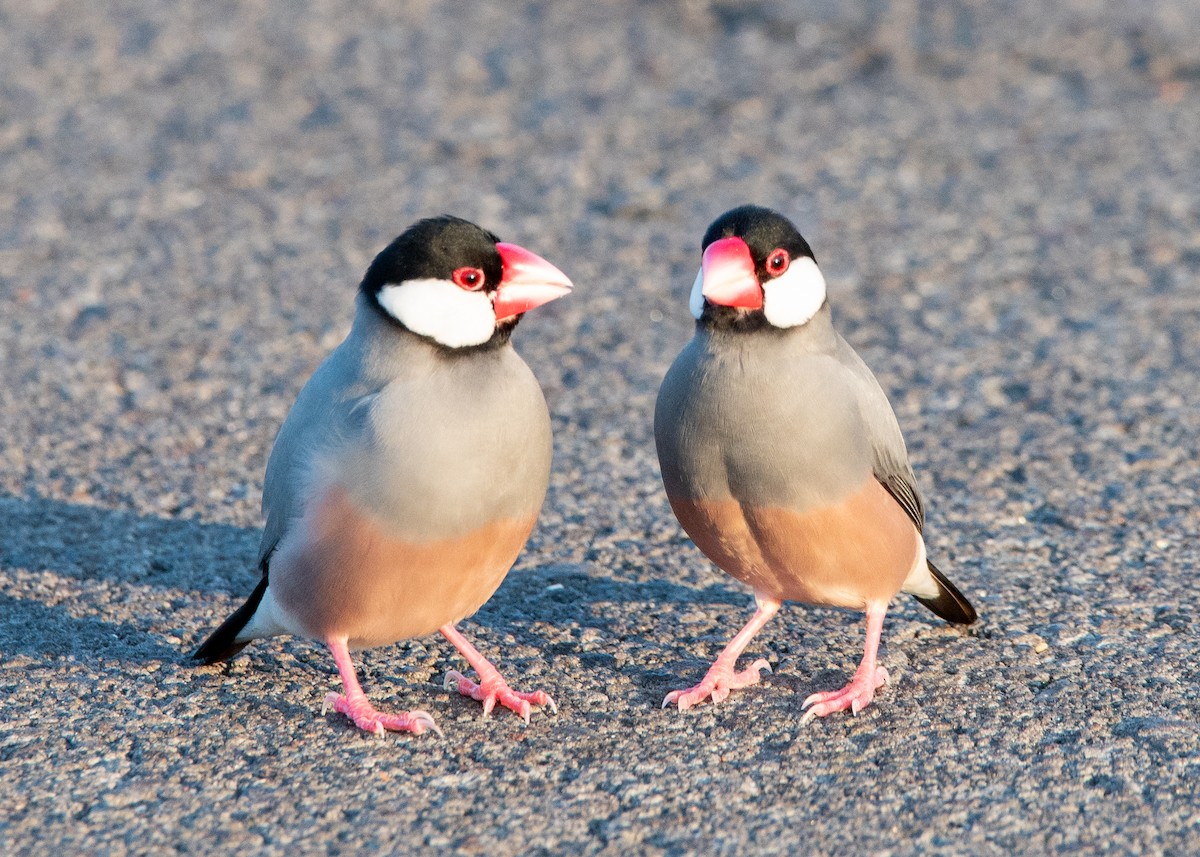 Java Sparrow - Dennis Elder