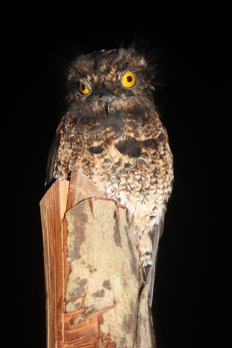 Andean Potoo - ML624397614